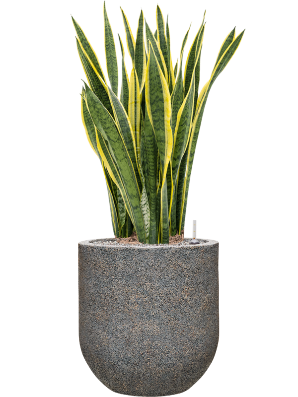 Sansevieria trifasciata 'Laurentii' in Baq Naturescast Soil (Vulkastrat), 41021 - Foto 81953