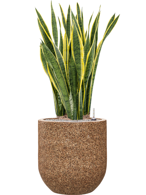 Sansevieria trifasciata 'Laurentii' in Baq Naturescast Soil (Vulkastrat) - Foto 81954