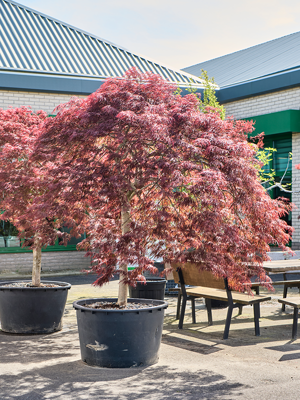 Acer pal. diss 'Crimson Queen' Stem - Foto 82179