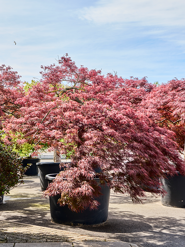 Acer pal. diss 'Crimson Queen' Stem - Foto 82180