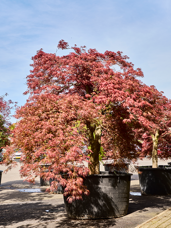 Acer pal. diss. 'Garnet-Green Lace' Stem - Foto 82189