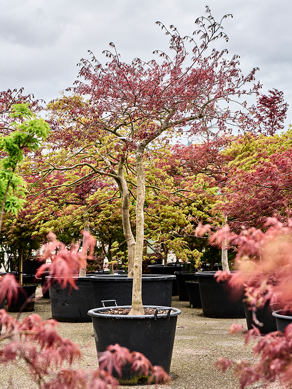 Acer pal. diss. 'Inaba-shidare' (180-220) Stem - Foto 82194