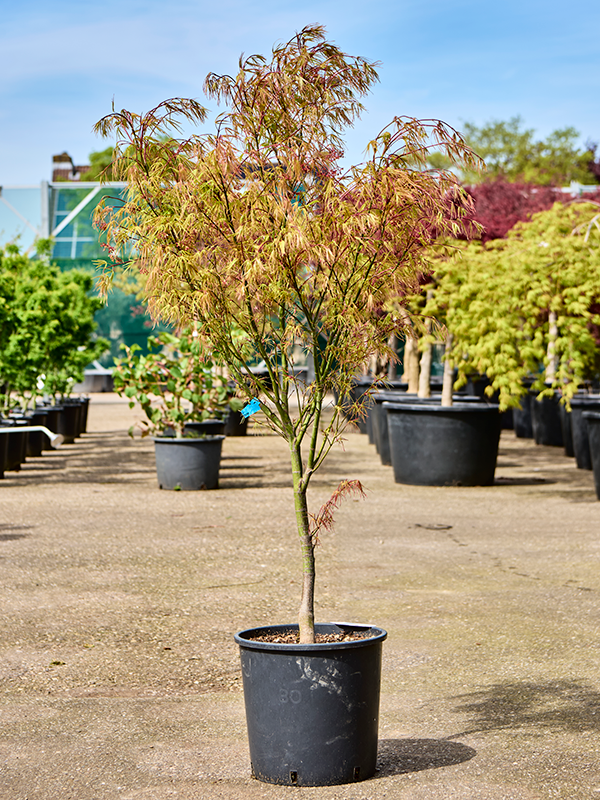 Acer pal. 'Linearilobum' (120-160) Branched - Foto 82197