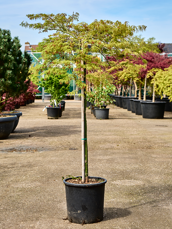 Acer pal. diss. 'Viridis' (150-170) Stem - Foto 82207