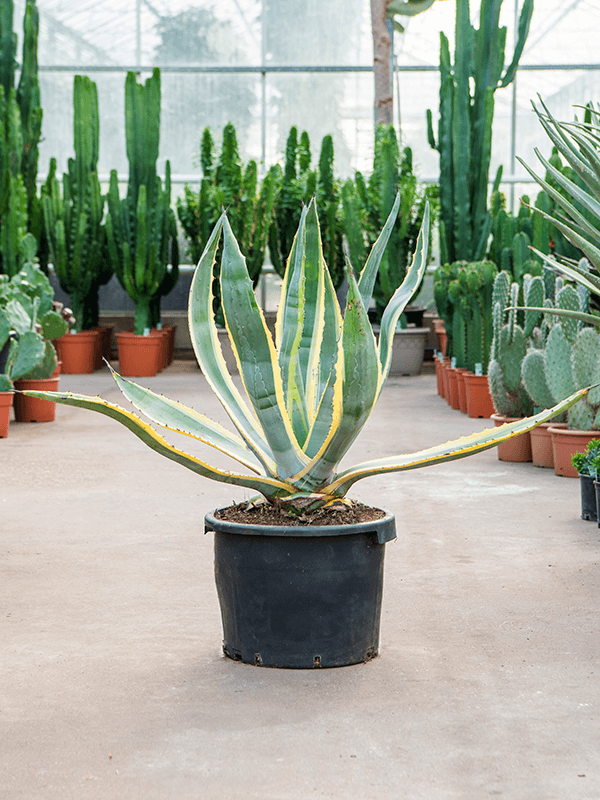 Agave americana 'Variegata' - Foto 82214