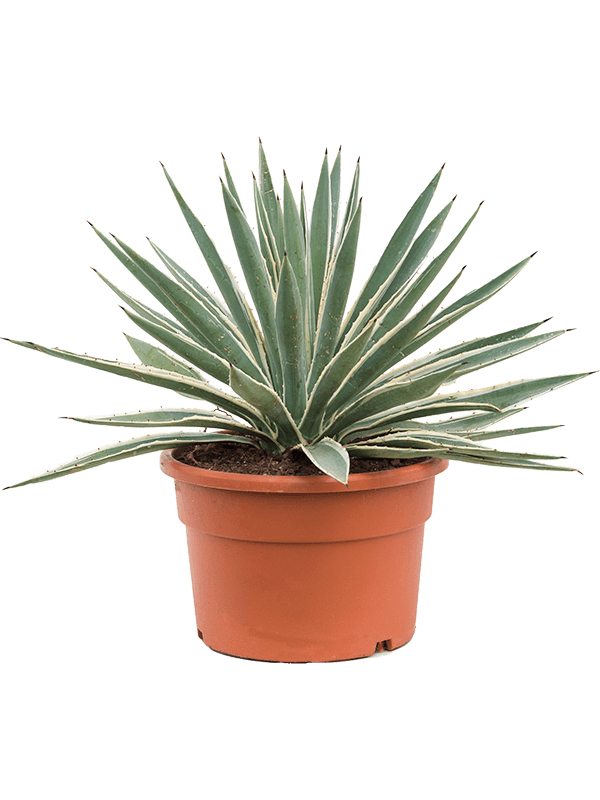 Agave angustifolia Green/gray - Foto 82215