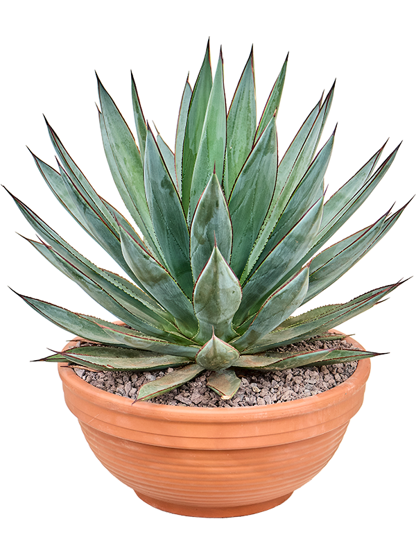 Agave 'Blue Glow' Grey - Foto 82216