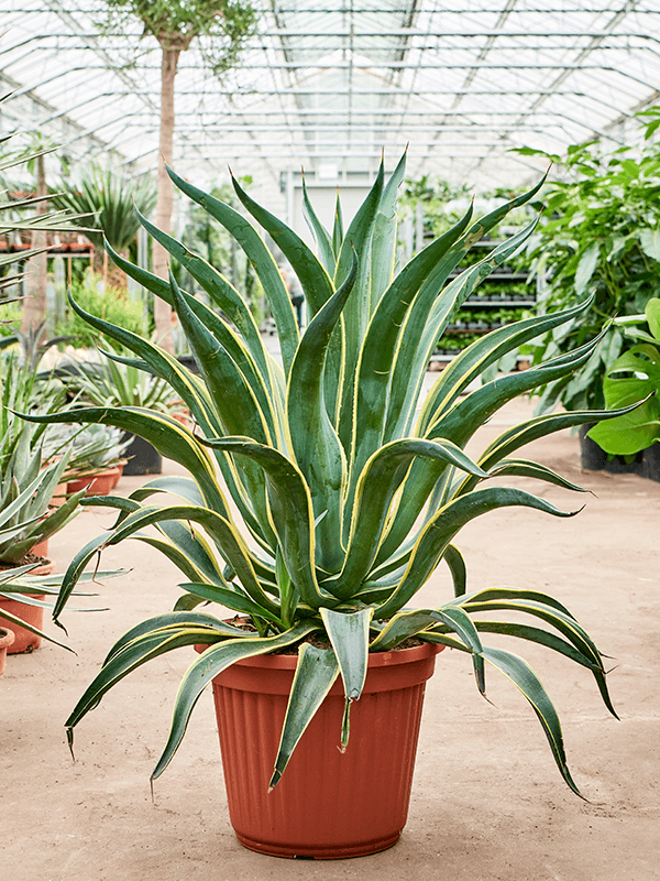 Agave desmettiana 'Variegata' - - Foto 82217