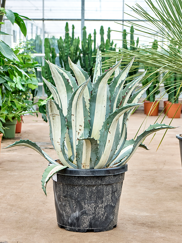 Agave amerciana mediopicta 'Alba' Green/grey - Foto 82220