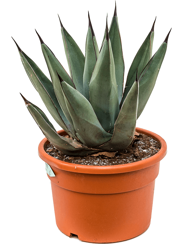 Agave nigra Grey - Foto 82221