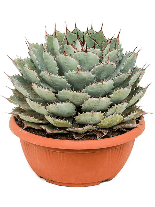 Agave potatorum 'Compacta' Green/gray - Foto 82222