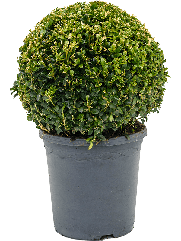 Buxus sempervirens Ball (30+) - Foto 82235