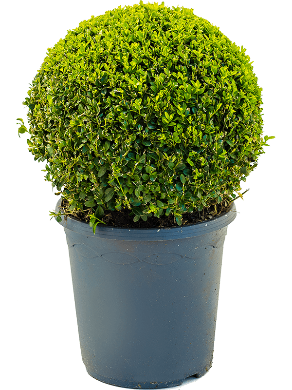 Buxus sempervirens Ball (30-35) - Foto 82236