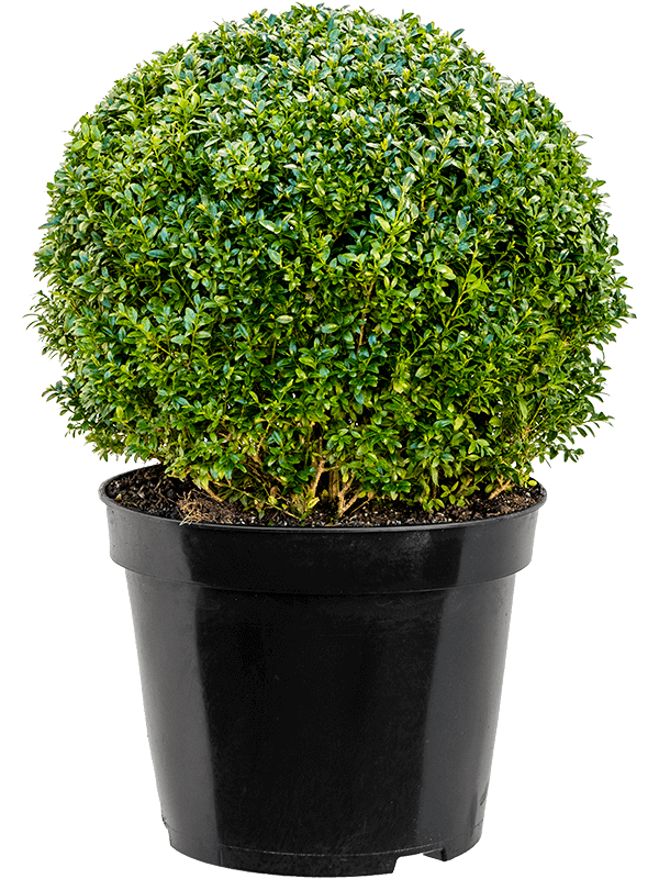 Buxus sempervirens Ball (45+) - Foto 82237