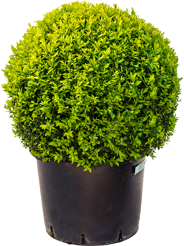 Buxus sempervirens Ball (50) - Foto 82239