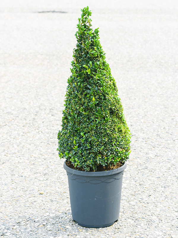 Buxus sempervirens Pyramid (50+) - Foto 82240