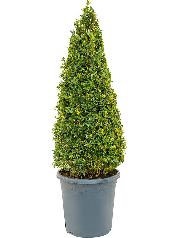 Buxus sempervirens Pyramid (60+) - Foto 82241