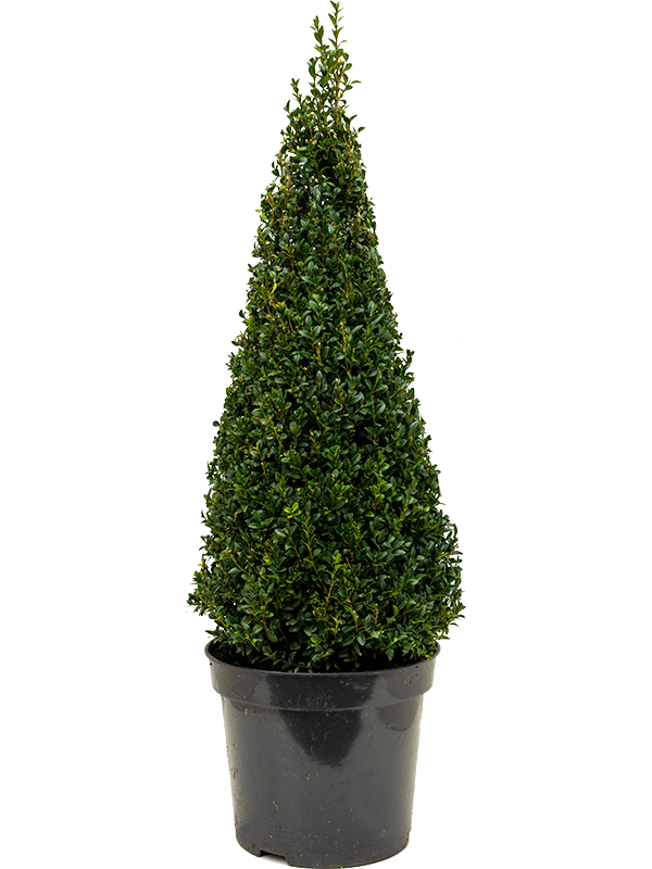 Buxus sempervirens Pyramid (80) - Foto 82243