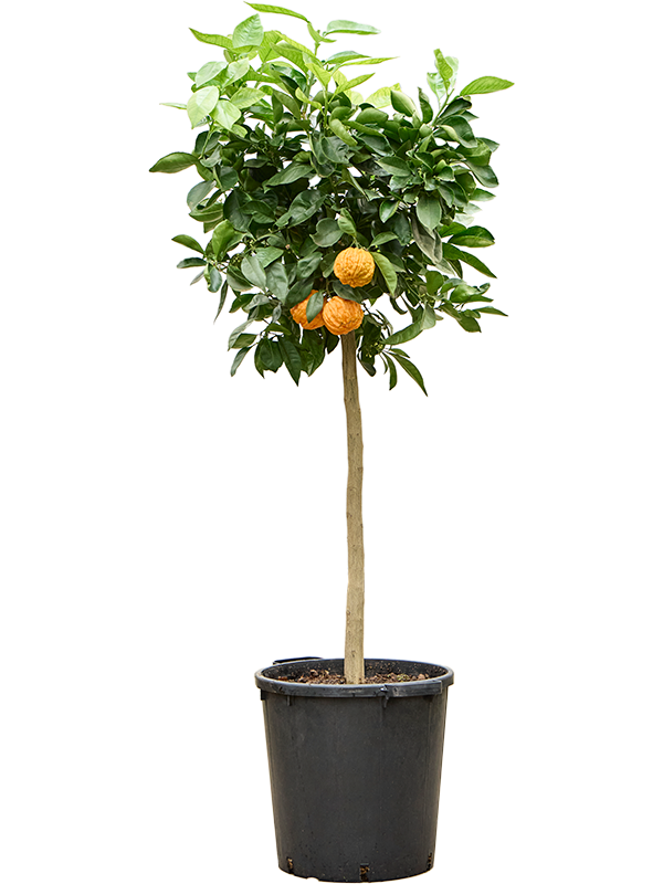 Citrus aurantium 'Corrugato' Stem - Foto 82246