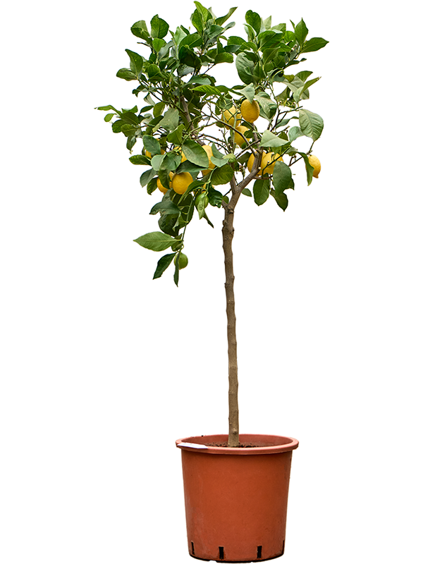 Citrus lemon Stem, 41143 - Foto 82249