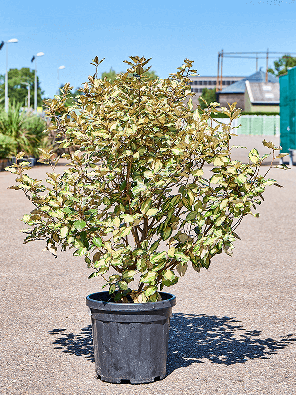 Elaeagnus ebbingei 'Maryline' Bush - Foto 82259