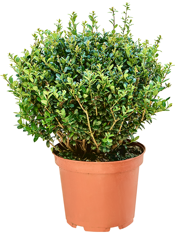 Ilex crenata 'Caroline Upright' Boll - Foto 82268