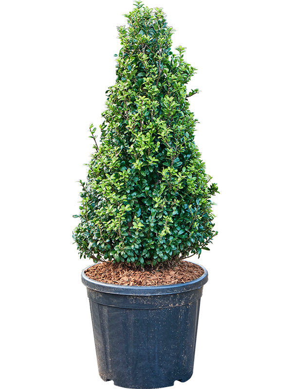 Ilex crenata 'Caroline Upright' (100-110) Pyramid - Foto 82269