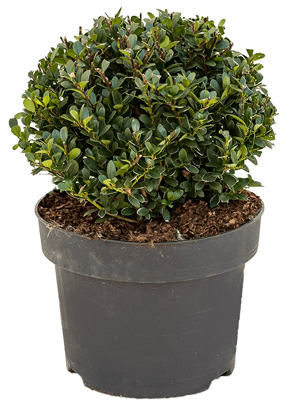 Ilex crenata 'Dark Green' Boll (25) - Foto 82270