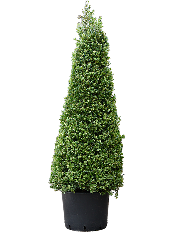 Ilex crenata 'Dark Green' Pyramid - Foto 82271