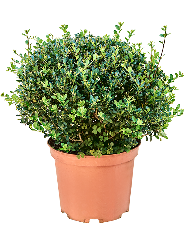 Ilex crenata 'Green Hedge' Boll - Foto 82272