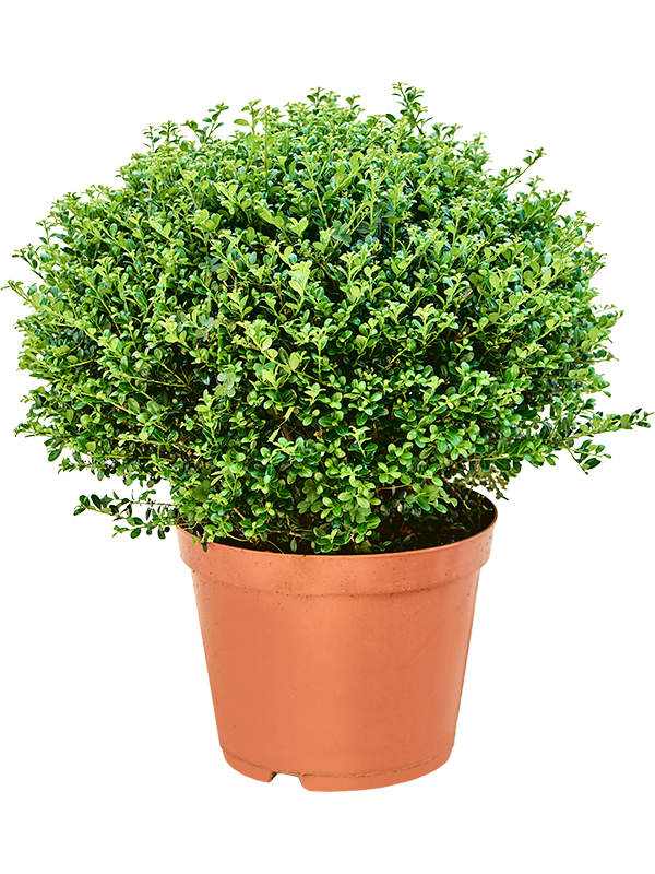 Ilex crenata 'Glory Gem' Boll - Foto 82273