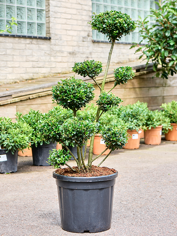 Ilex crenata 'Josaile' Branched/Multi crowns - Foto 82274