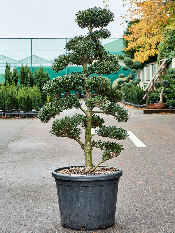 Ilex crenata 'Kinme' Bonsai (150-180) - Foto 82275