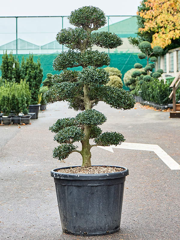 Ilex crenata 'Kinme' Bonsai (170-200) - Foto 82276