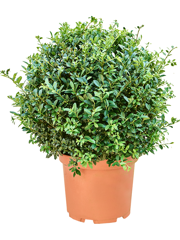 Ilex crenata 'Maximo' Boll - Foto 82277