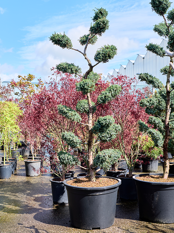 Juniperus chinensis 'Blue Alps' Bonsai - Foto 82282