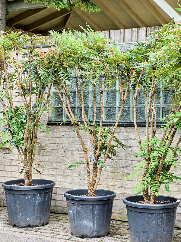 Mahonia media 'Charity' Multi stem - Foto 82295