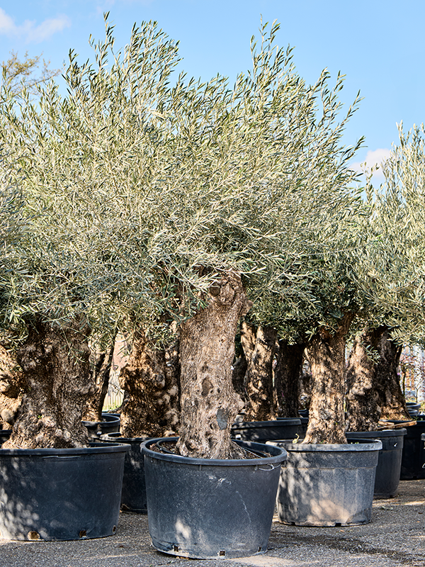 Olea europaea (220-300) Bonsai - Foto 82307