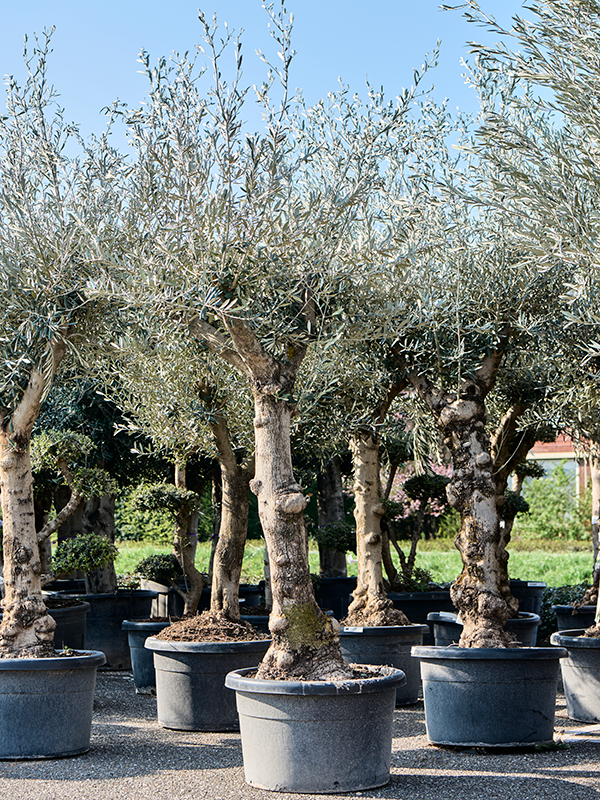 Olea europaea (200-250) Stem branched - Foto 82317