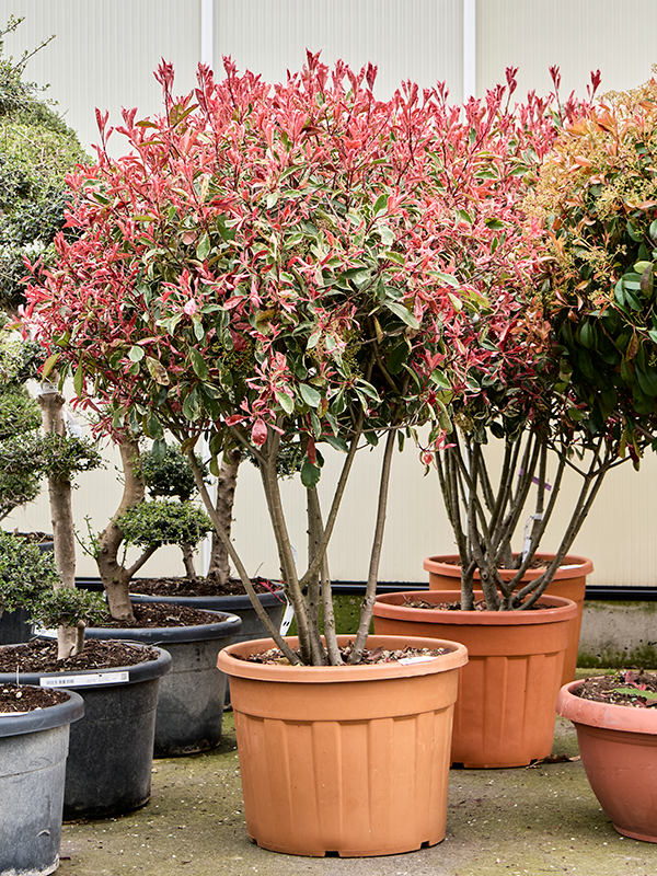 Photinia x fraseri 'Pink Marble' (200-220) Branched - Foto 82322