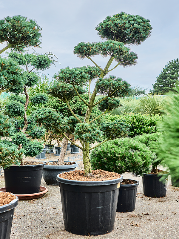 Pinus parviflora 'Saphir' Bonsai - Foto 82331