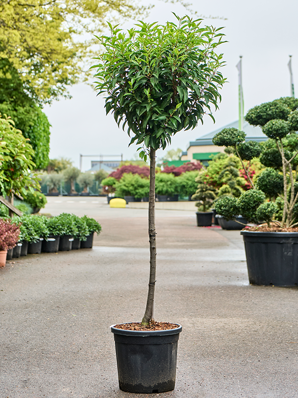 Prunus lusitanica 'Angustifolia' Stem - Foto 82336