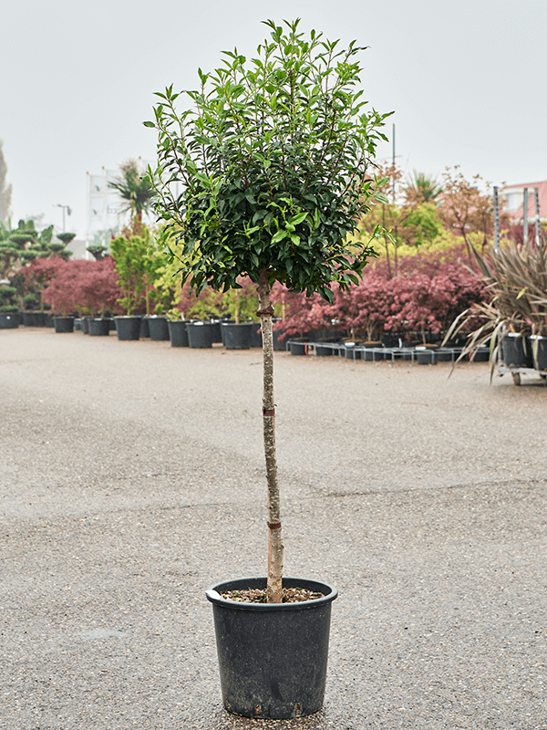 Prunus lusitanica 'Angustifolia' (160-180) Stem - Foto 82337