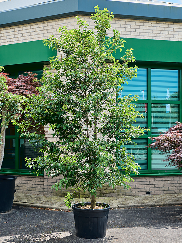 Azalea japonica 'Aladdin Scout' Branched - Foto 82342