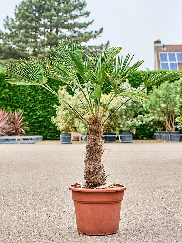 Trachycarpus wagnerianus Stem (40-50) - Foto 82349