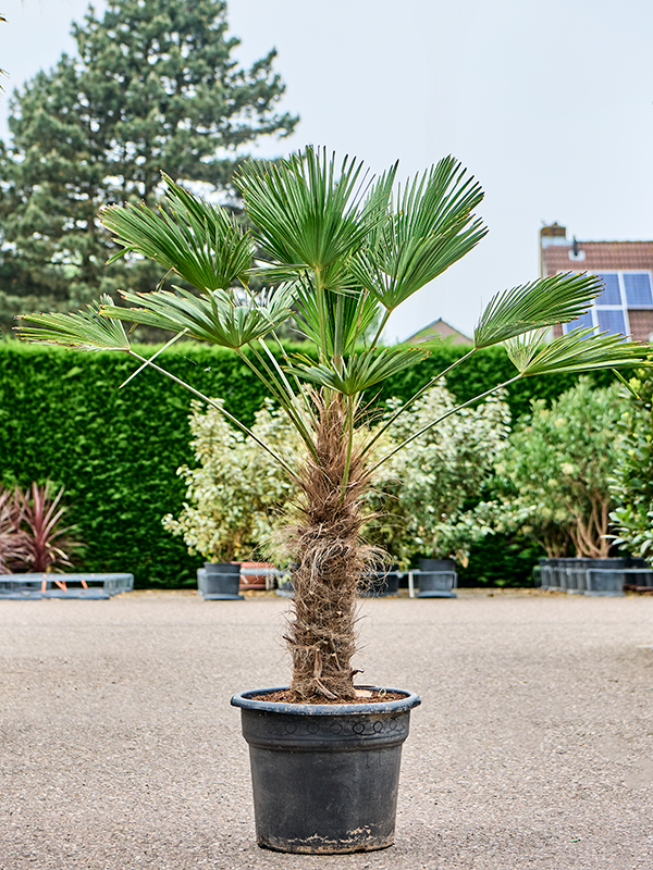 Trachycarpus wagnerianus Stem (60-70) - Foto 82352