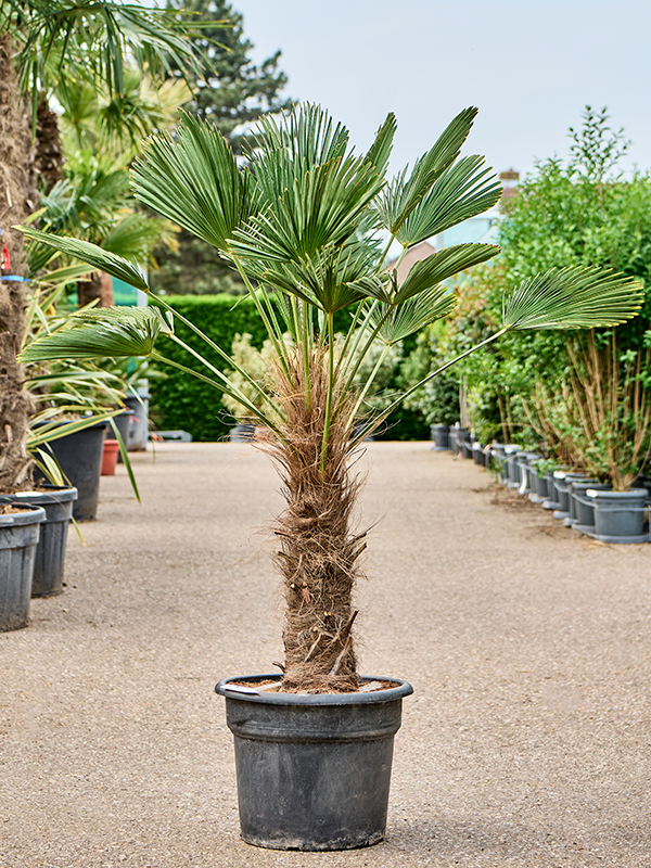 Trachycarpus wagnerianus Stem (70-80) - Foto 82353