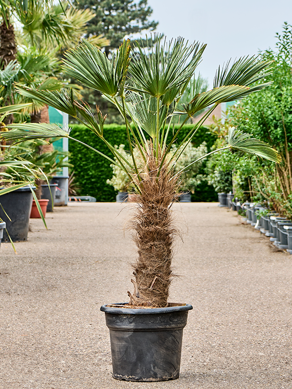 Trachycarpus wagnerianus Stem (80-90) - Foto 82354