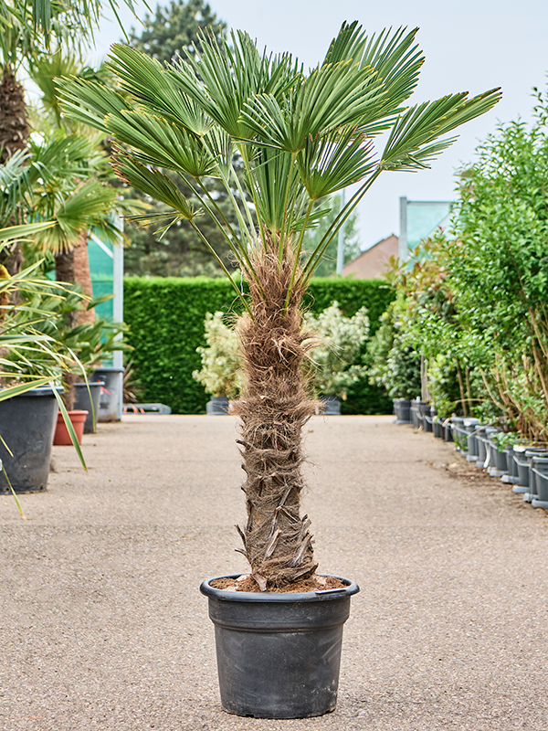 Trachycarpus wagnerianus Stem (90-100) - Foto 82355