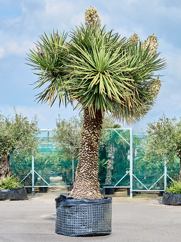 Yucca filifera 'Australis' Stem branched - Foto 82361